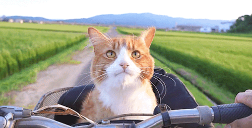 The simplest answer is often the correct one.